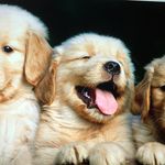 Rex Landis - @shaved_rex - Instagram