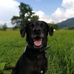 Hi, I'am Rex! - @_rex_little_hunter - Instagram