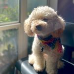 Rex Little Doggy🐾 - @rexlittledoggy - Instagram