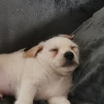 rex - @rex.littler - Instagram