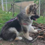 Rex🐕 - @rex_little_dog - Instagram