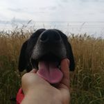 Rex - @rex_little_hunter_ - Instagram