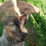 Rex - @rexlittledog - Instagram