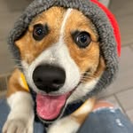 T-Rex - @rexlittlelegs - Instagram
