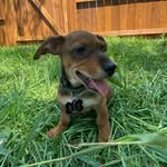 Rex Lopez🦖 - @rex__theweenie - Instagram