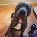 Rex Lopez - @rex_mastiff - Instagram