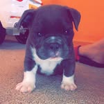 Rex Lopez - @rexthebullie - Instagram