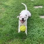 Rex Lopez - @rexthebeaglebullofficial - Instagram