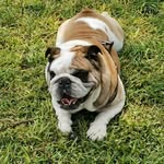 Rex el Bulldog Inglés - @rexlordpuerco - Instagram