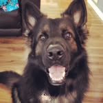 Rex Lord Rhea - @rexthelonghairedgsd - Instagram