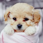 I❤ANIMALS - @rex_love_you - Instagram