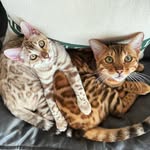 Rex & Birdie - @rexlovesbirdie - Instagram