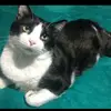 TortuguitaLove - @rexlove76 - TikTok