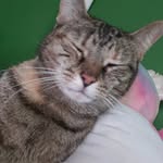 Rex - @rexyloveless - Instagram