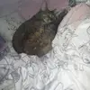 Rexy Loveless - @rexy.loveless - TikTok