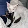 Ashley Rojics - @gustavo_ludwig_devon_rex - TikTok