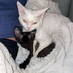 Gus 🖤+ Ludo🤍 - @gustavo_ludwig_devon_rex - Instagram