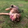 Rex&Luna - @rex.luna.pets - TikTok