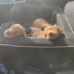 Rex Luther & Roman Weiners - @rrdachshunds - Instagram