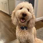Rex Luther McCavitt - @rexmcthegoldendoodle - Instagram