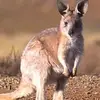 lutz_the_trex - @lutz_the_trex - TikTok