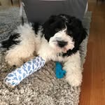 Rex Otto Lyon - @rex_lyon_1278 - Instagram