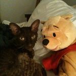 Archie The Cornish rex - @rex_sunset_bugsy_malone - Instagram