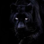 Rex Malone - @rex.malone1965 - Instagram