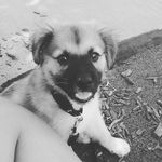 Rex Manning - @cuteness_overload45 - Instagram