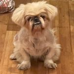 REX MANNING (the pup) - @rexmanningthepup - Instagram