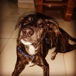 Loky Rex Marley - @loky.marley - Instagram