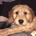 M A R L E Y    R E X - @marley_rex_cockapoo - Instagram