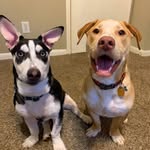 Marley & Rex - @marleyandrex - Instagram