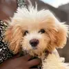 Marley- Rex - @marley.rex - TikTok