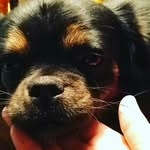 Marley t rex - @marley_t_rex - Instagram