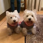 Rex & Marley !! - @rex.and.marleyy - Instagram