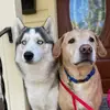Rex & Marley - @rex.marley - TikTok