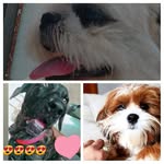 Rex🐶❤️ - @eu_rex_bob_marley - Instagram
