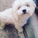 Rex Marley - @sarajovione - Instagram