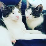 Rex, Marley, Binx, Garfield, Silas. Simone, and Dixie. - @four_catsandadog - Instagram