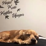 @rexmarleyyyy - Instagram