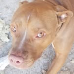 Rex Marquez - @im_rex_thedog - Instagram