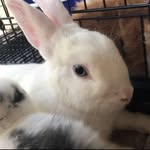 Marshmello - @that_mini_rex_marshmello - Instagram