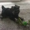 Rextheschnozer - @rexmarsh - TikTok