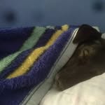 Rex - @_rexmartins_ - Instagram