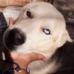 Rex Martins ❤🐶 - @_doguinho_rex - Instagram