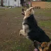 Gaspar Troncoso - @rex.maximiliano - TikTok