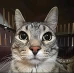 Mccain Rex - Facebook