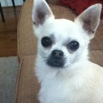 Rex McDowell - @rex_the_chihuahua - Instagram