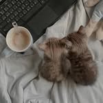 Gavsh - @mckayshrex - Instagram